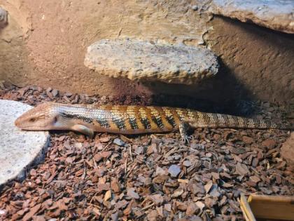 Biete einen Tiliqua scincoides intermedia von 05/2020