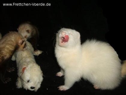 Frettchen Beratung