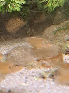 Neolamprologus ocellatus gold Tanganjikasee Schneckenbuntbarsch