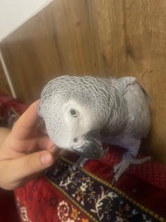 Graupapagei weiblich 4 Jahrealt