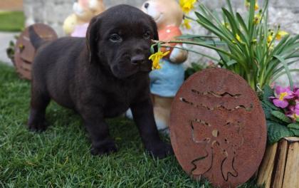 Labrador Welpen in verschiedenen Farben abzugeben