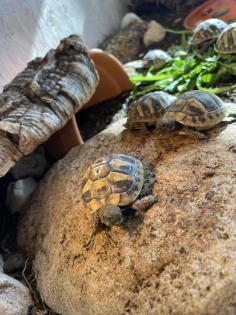 Griechische Landschildkröten, NZ 2022