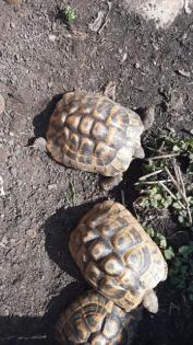 Griechische landschildkröten