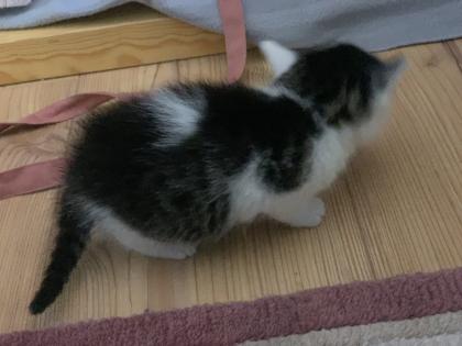 Maine Coon Kitten Mix, Katzenbabys Kätzchen