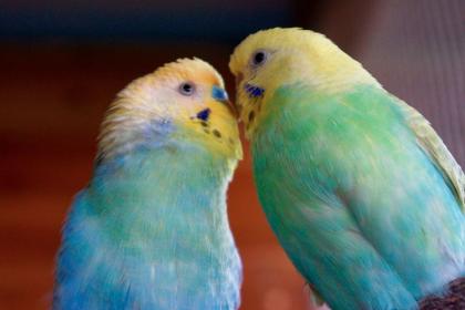 Junge und Zuchtreife Wellensittiche, Rainbow, TCB