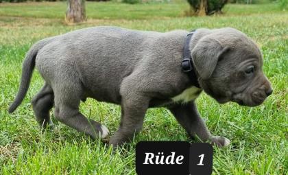 Cane Corso Welpen Reinrassig