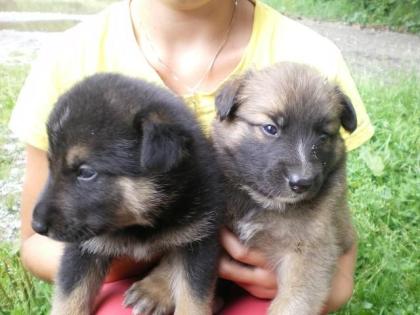 Boarder Collie-Labrador Welpen
