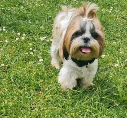 Shih tzu Hündinnen mit Ahnentafeln