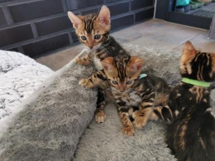 Wunderschöne Kontrastreiche Bengalkitten