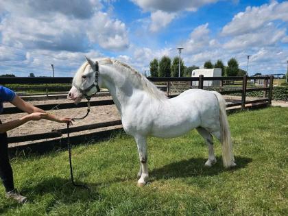 Welsh a zucht hengst von springbourne capricorn