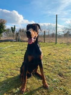 Dobermann Rüde