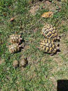 Griechische Landschildkrötenbabys