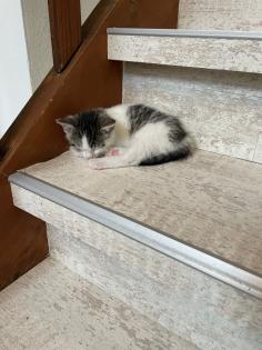 2 Katzenbabys ab Ausgust
