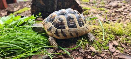 Griechische Landschildkröte