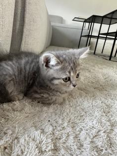 4 BKH Kitten aus einem Wurf