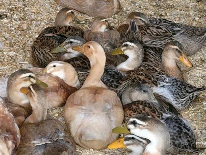 Bratfertige Freiland Ente Bauernente