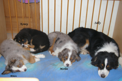 6 Australian Shepherd Welpen