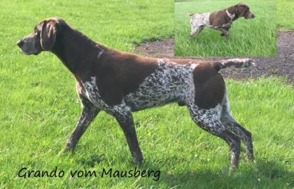 Deutsch Kurzhaar Welpen