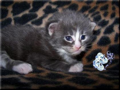Maine Coon Babys