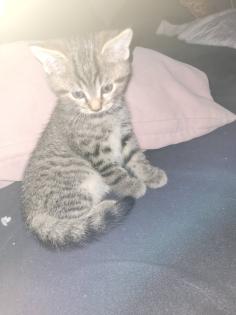 BKH Mix Kitten suchen neuen Kuschel Partner