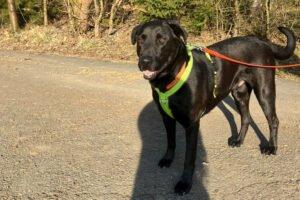NICKI - männlich 4 Jahre 62 cm 40 kg Perro de Pastor Mallorquin Gechipt Kastriert