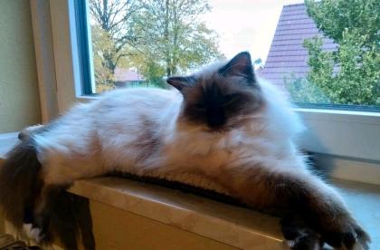Zwei Heilige Birma Kater