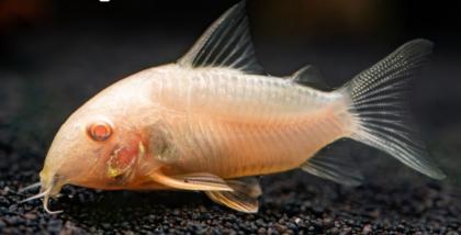 Albino panzerwelse