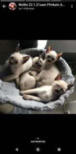 Siam. Thai-Siam. Deckkater.