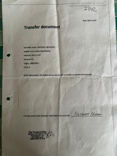2 x Dornschwanzagamen inkl. Terrarium wegen Umbau