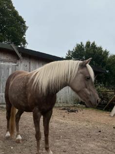 Barbiepony sucht Beschäftigung Pflegebeteiligung/Reitbeteiligung