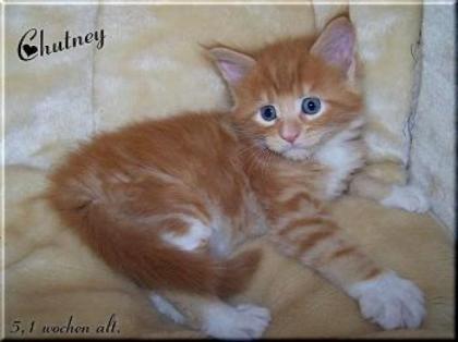 Verschmuste Maine Coon Babys