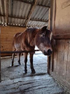 SUCHE Fütterhilfe Pony-Omi Fütterbeteiligung mittags Hilfe Stall
