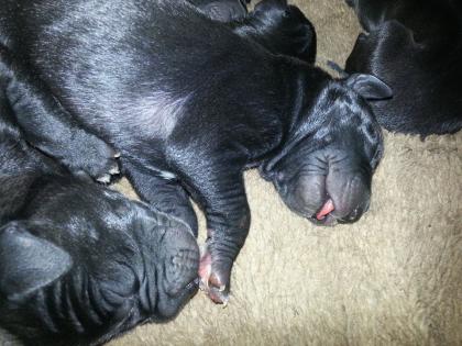 Unsere Doggenwelpen sind da Deutsche Dogge