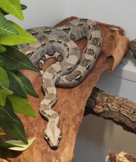 Boa c. imperator