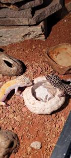 Leopardengeckos mit Terrarium