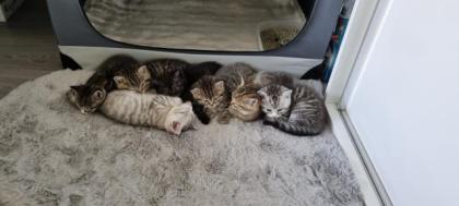 BKH Kitten
