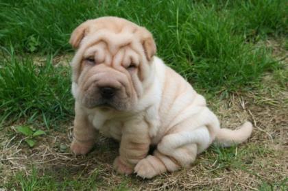 2 verschmuste Shar Pei Welpen
