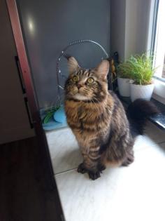 Deck Kater Rudi