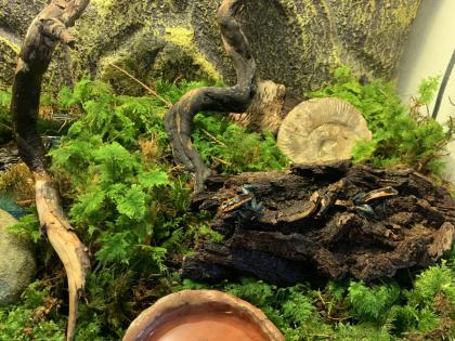 Phyllobates vittatus Pfeilgiftfrösche