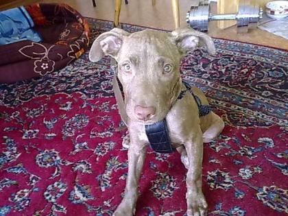 Pitbull aus Zeit gründen abzugeben.