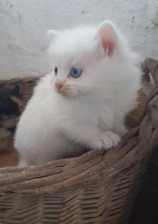 Maincoon Mix Kitten Katze Kater Perser