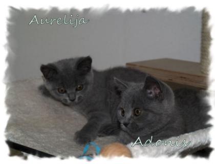 BKH / Britisch Kurzhaar Kitten blau m. P.