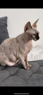 Sphynx Katze Misi fast 5 jahre alt