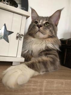 Maine Coon Deckkater Ragnar
