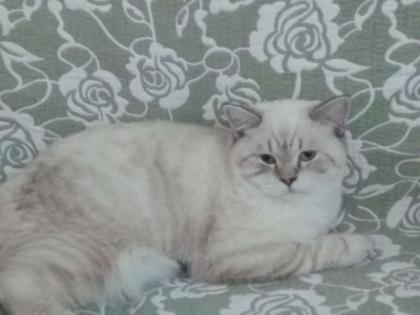 BKH Deckkater