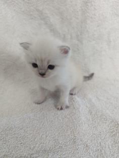 Sechs süße BKH Kitten geb. 06. 05. 23 suchen ab Ende Juli ein neues Zuhause