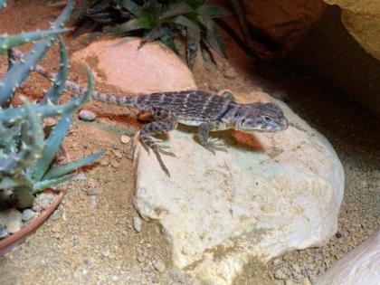 Halsbandleguan Weibchen, Crotaphytus collaris ca. 1, 5 Jahre alt