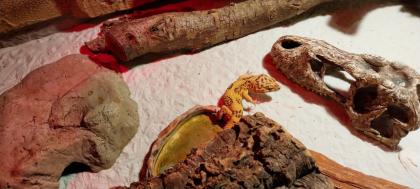 Leopardgecko 2, 5 Jahre alt