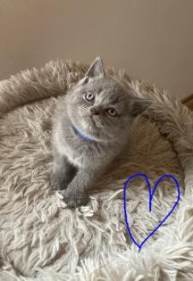 BKH reinrassige Kitten in Blue mit Stammbaum