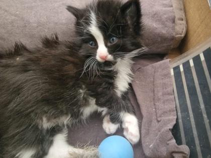 Sibirische Katzen vom Borkener Seenland